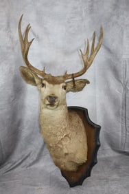 Taxidermy Deer Wall Mount