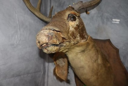 Antique Taxidermy Deer Wall Mount