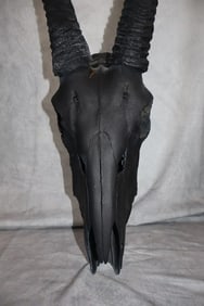 Black Longhorn Skull