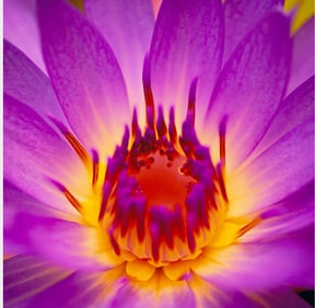 Eternal Flame by Peter Lik