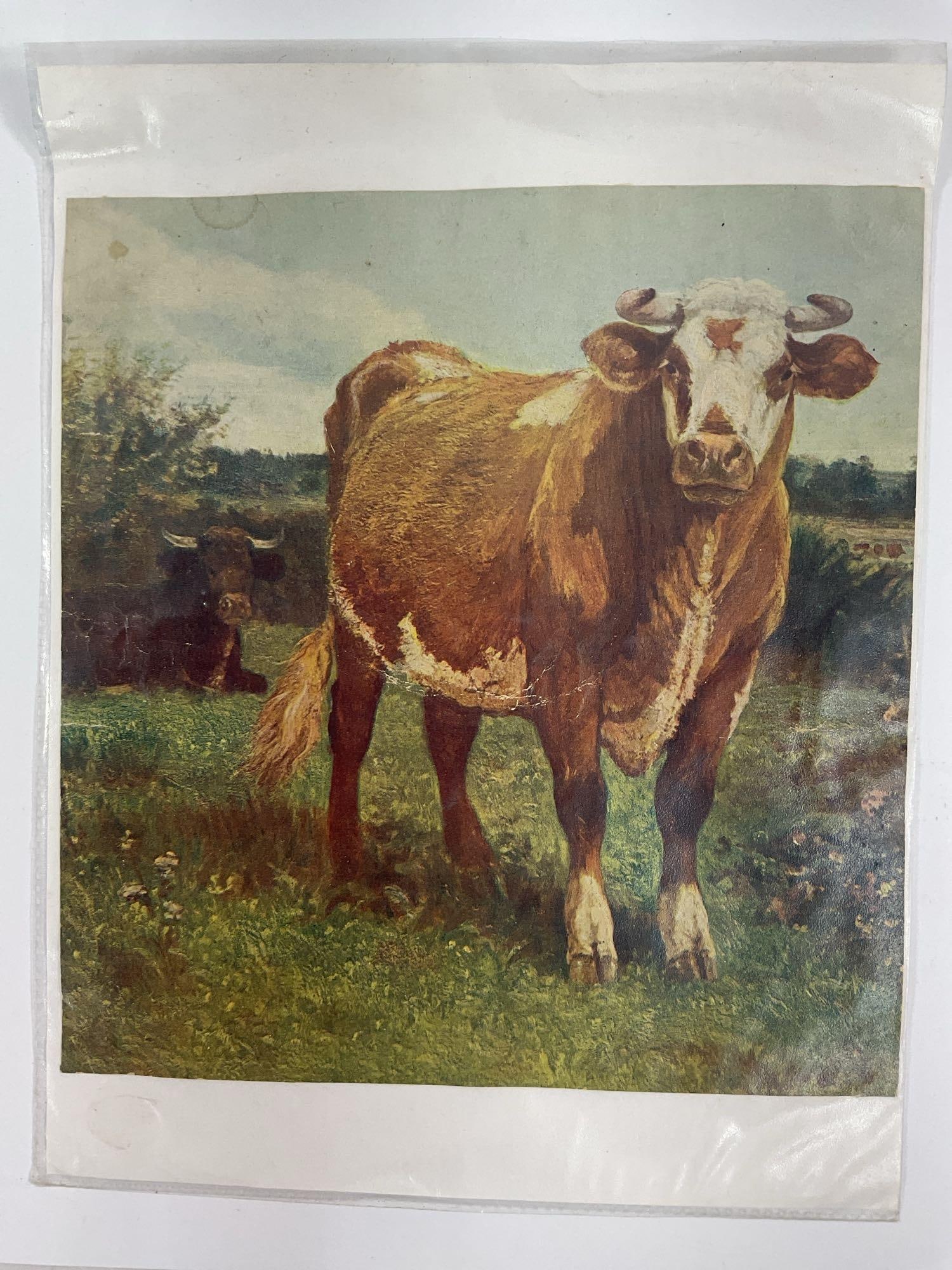 Vintage Cattle Print or Chromolithograph - Box 12 (1 of 2)