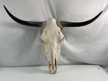 Large Longhorn Steer Skull with Horns