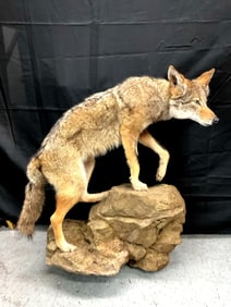Coyote Full-Body Taxidermy with Faux Rock Base