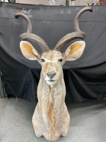 African Greater Kudu Taxidermy Mount