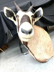 Gemsbok Shoulder Taxidermy Mount