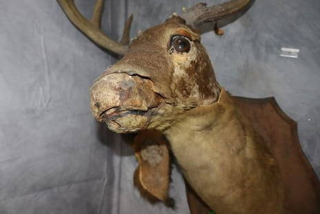 Antique Taxidermy Deer Wall Mount: wall mount Deer  Dimensions: H37in L19in W17in