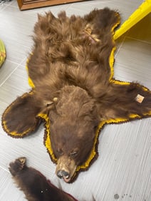 Mounted Brown Bear Rug with Head