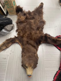 Mounted Brown Bear Rug with Simple Red Trim