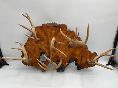 Large Mounted Deer Antlers on Polished Wood Slab