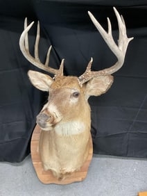 Whitetail Deer Shoulder Mount