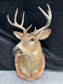 Mounted Whitetail Deer Shoulder Taxidermy