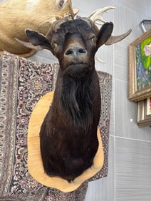 Exotic Ram Shoulder Taxidermy Mount