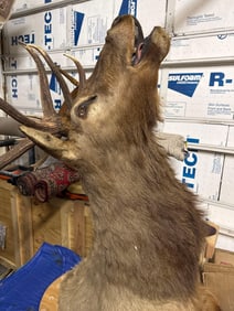 Bull Elk Shoulder Mount in Bugling Pose