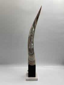 Decorative Mounted Polished Bull Horn