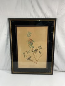 John James Audubon (American,1785-1851) Lithograph