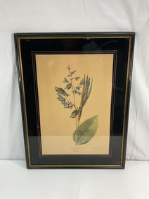John James Audubon (American,1785-1851) Lithograph