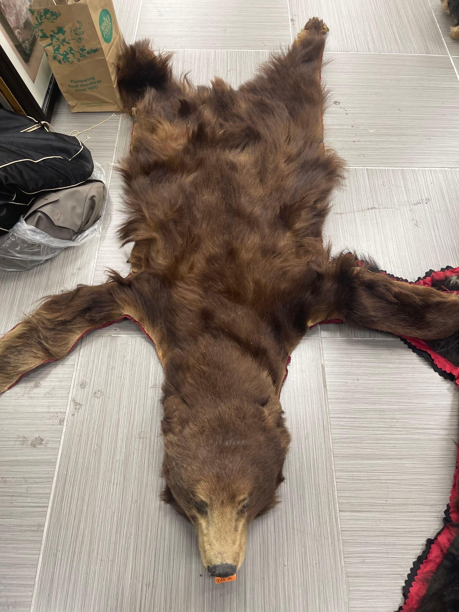 Mounted Brown Bear Rug with Simple Red Trim (1 of 4)