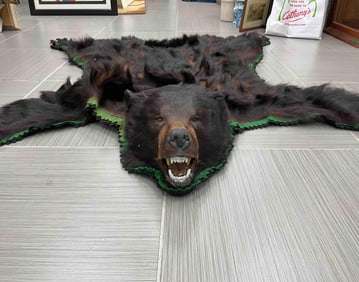 Bear Skin with Mounted Head in Metal Storage Case