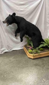 Mounted Black Bear Taxidermy Display