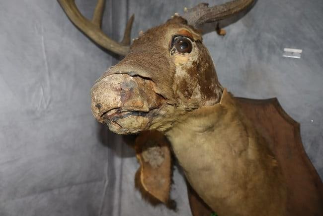 Antique Taxidermy Deer Wall Mount (1 of 3)