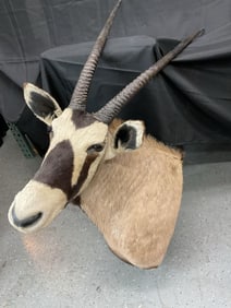 Gemsbok Shoulder Taxidermy Mount