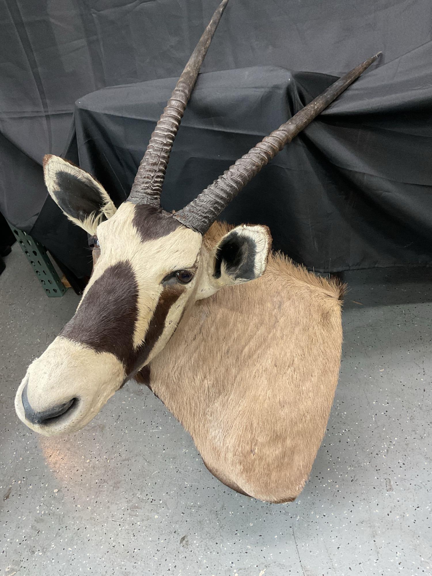 Gemsbok Shoulder Taxidermy Mount: Shoulder mount of a Gemsbok (Oryx gazella), featuring its characteristic tan coat with bold black-and-white facial markings and distinctive straight horns (not fully visible in frame). The taxidermy i