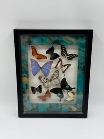 Framed Butterfly Display