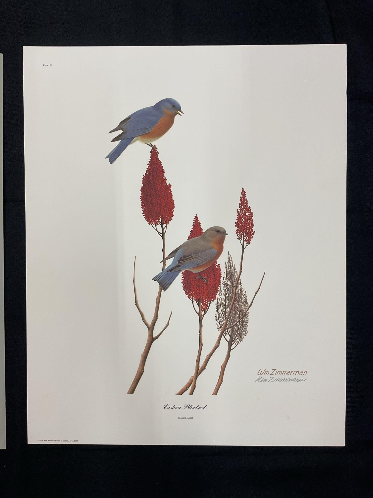 William Zimmerman(American,1938-2011) Lithograph: "Eastern Bluebird" by William Zimmerman. This is a stunning and scientifically accurate depiction of the Eastern Bluebird, created by Wm Zimmerman. The delicate composition, vivid color