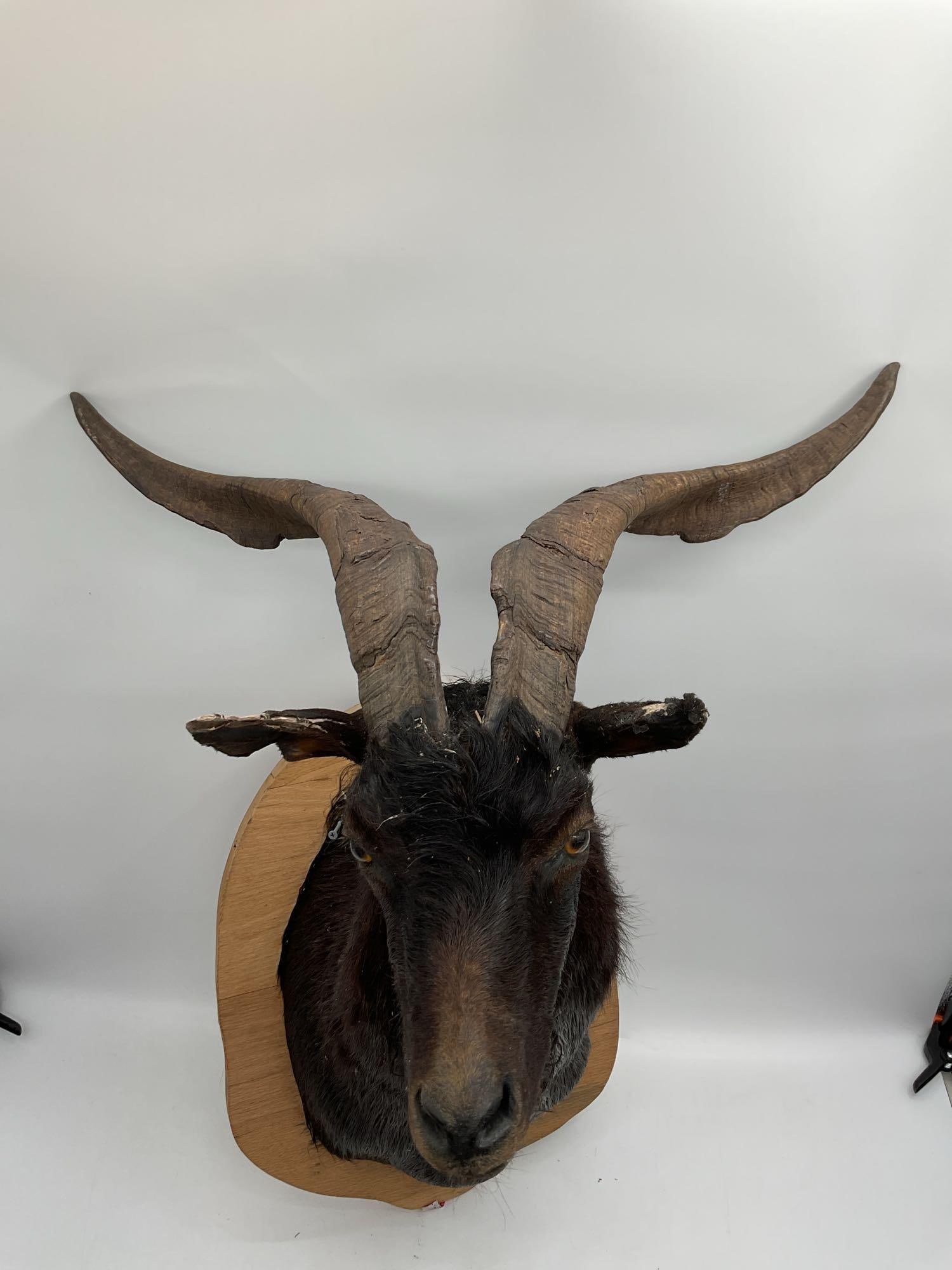 Exotic Ram Shoulder Taxidermy Mount (1 of 6)