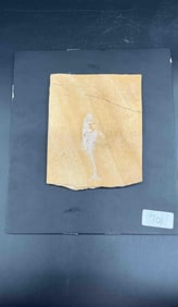701 - Fossilized Fish in Sedimentary Stone