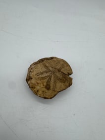 Pre-Colombian Fossilized Sand Dollar