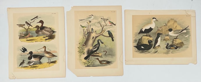 Three 'Birds of America' Lithographs by Jasper, 1888