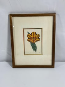 Strong's King Tulip by Robert Sweet, British 19th Century L.E. 42