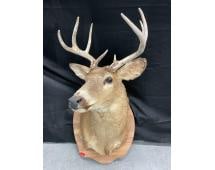 Mounted Whitetail Deer Shoulder Taxidermy