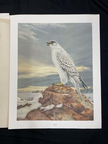 "Gyrfalcon" by Charles Fracé (American,1926-2005) Lithograph