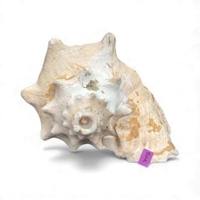 Large Natural Sea Shell