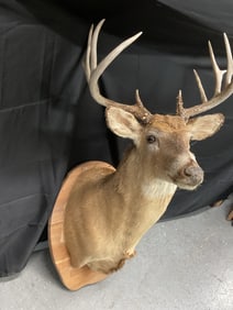 Mounted Whitetail Deer Taxidermy