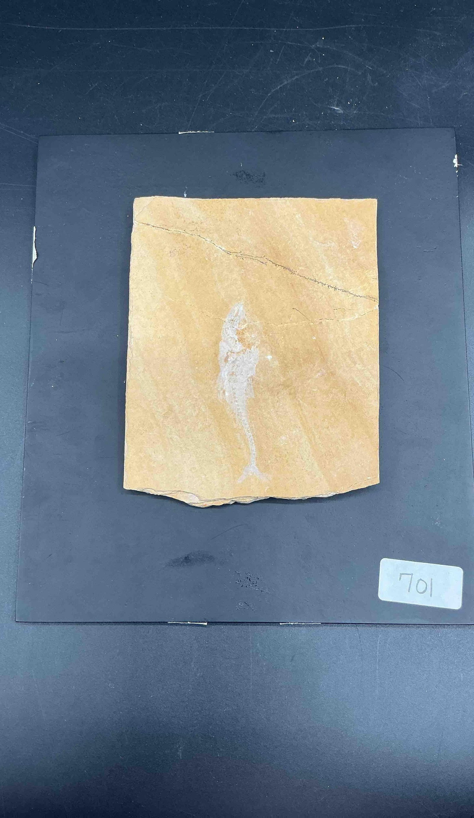 701 - Fossilized Fish in Sedimentary Stone: A naturally preserved fish fossil embedded in a rectangular slab of fine-grained sandstone or shale. The fossil is clearly visible in relief with good detail of the body outline.Medium: Fossil imprint