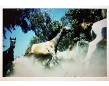 Robert Vavra Untitled (Horses)