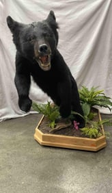 Mounted Black Bear Taxidermy Display