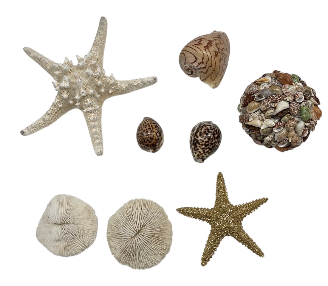 Collection of Assorted Natural Seashells (1 of 2)