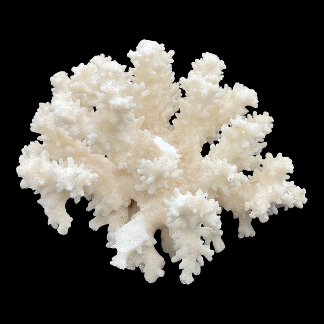 Natural White Coral Specimen: This natural white coral specimen presents an intricate branching form with a porous, organic texture that creates strong visual interest from every angle. Its sculptural appearance makes it well