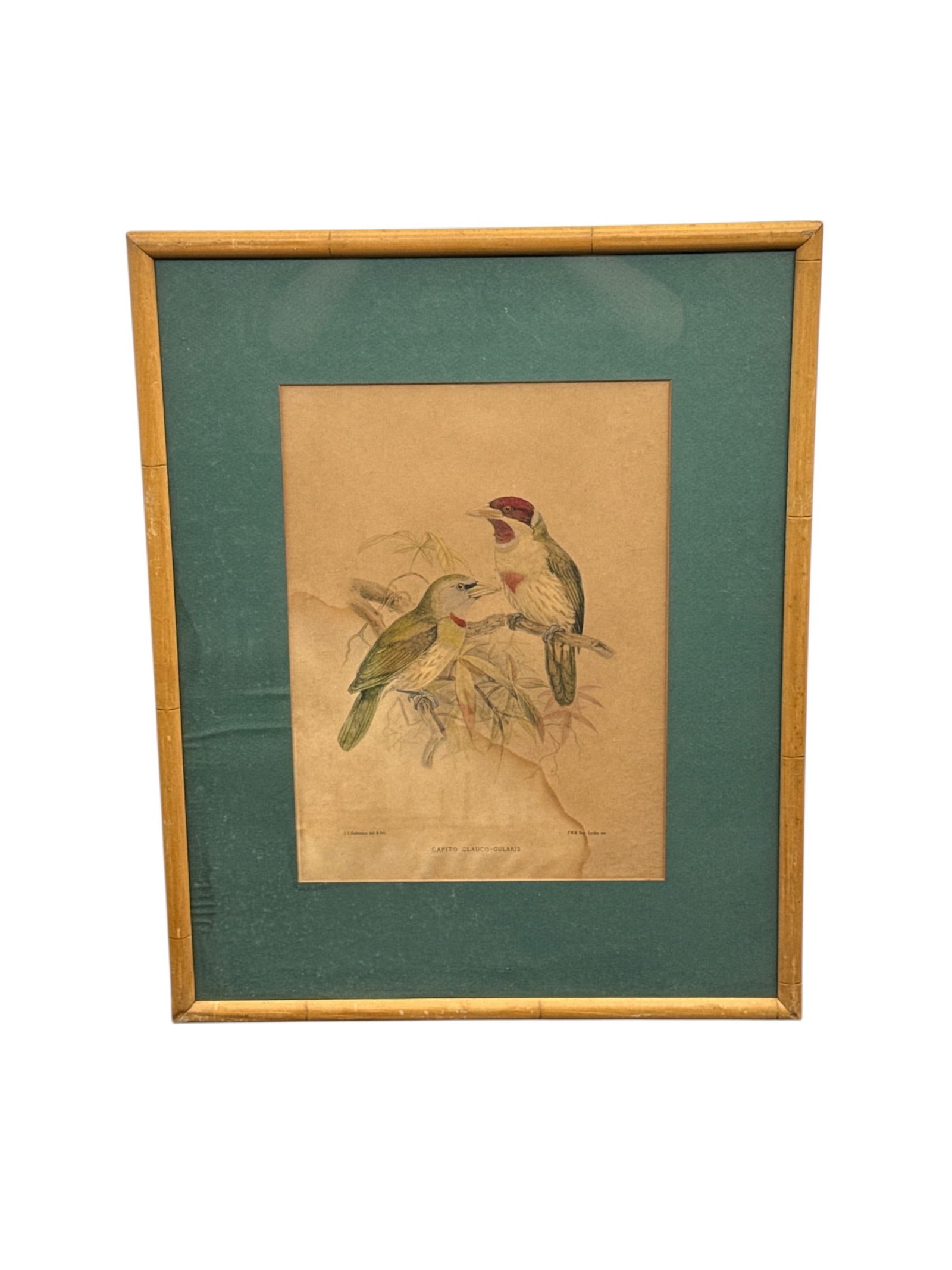 Pieter Willem Marinus Trap (Dutch, 1821-1905) Antique Ornithological Lithograph (1 of 6)