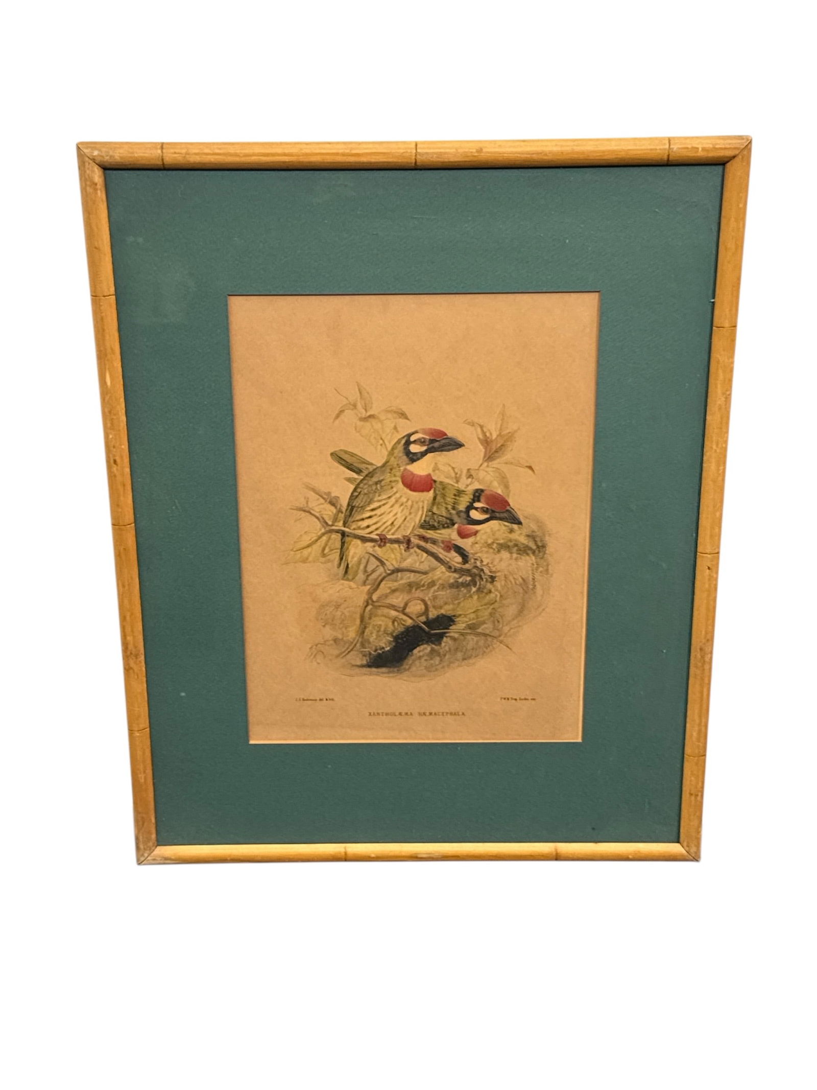 Pieter Willem Marinus Trap (Dutch, 1821-1905) Antique Ornithological Lithograph (1 of 4)