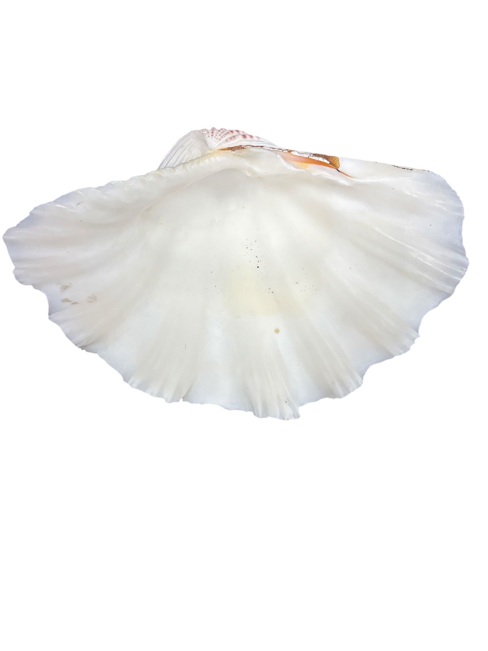 Large Sea Shell - 2