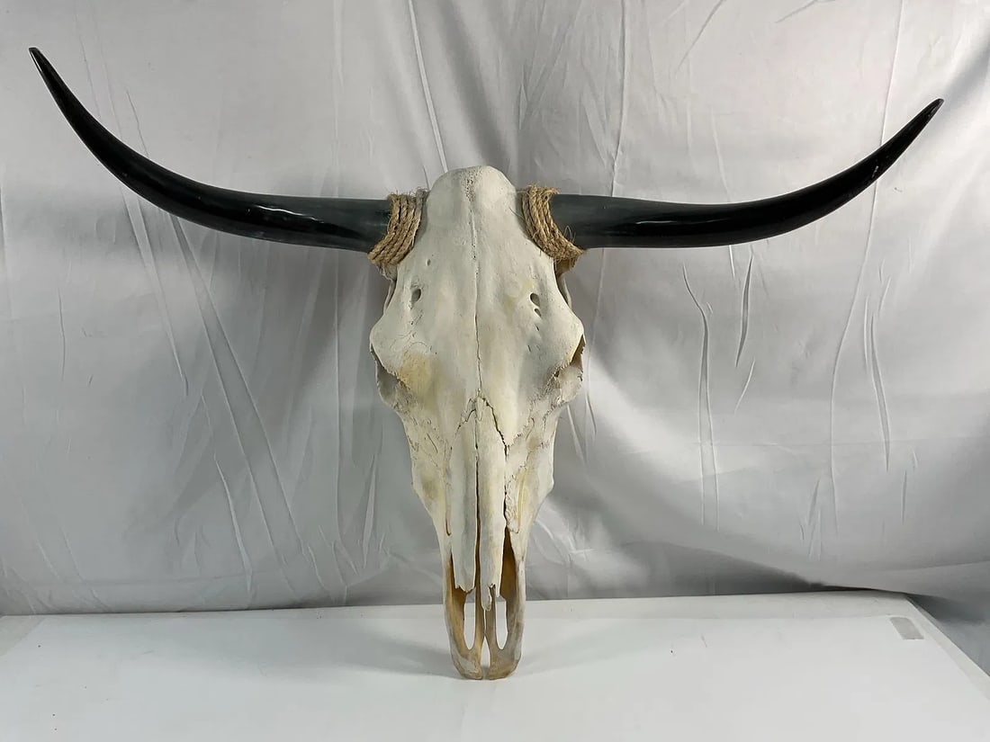 Large Longhorn Steer Skull with Horns (1 of 3)