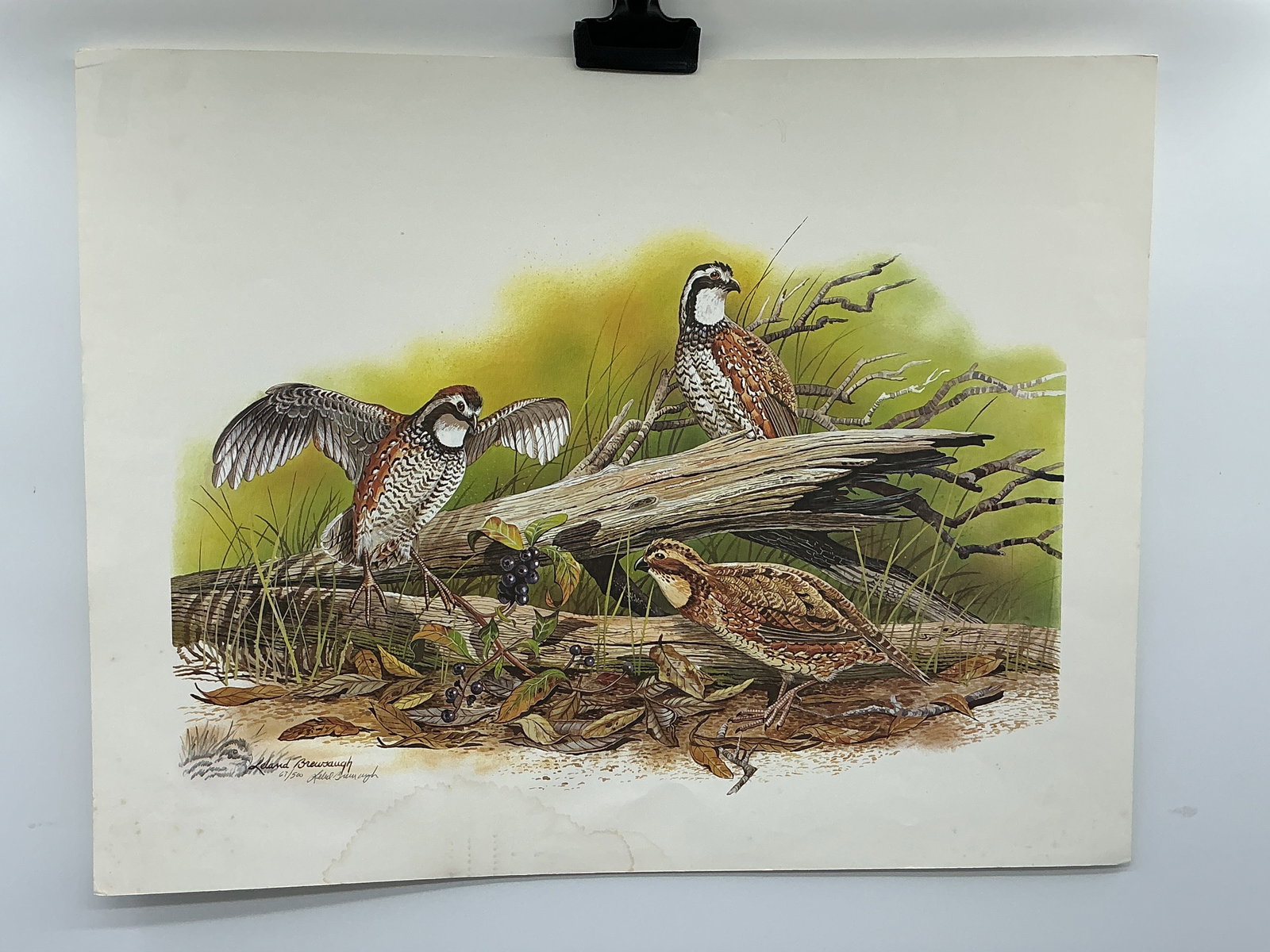Leland Brewsaugh Bobwhite Quail Print: Leland Brewsaugh limited edition print, numbered 67/500 and signed by the artist. Depicts a pair of bobwhite quail perched on a branch with berries. The print is well-detailed and captures the