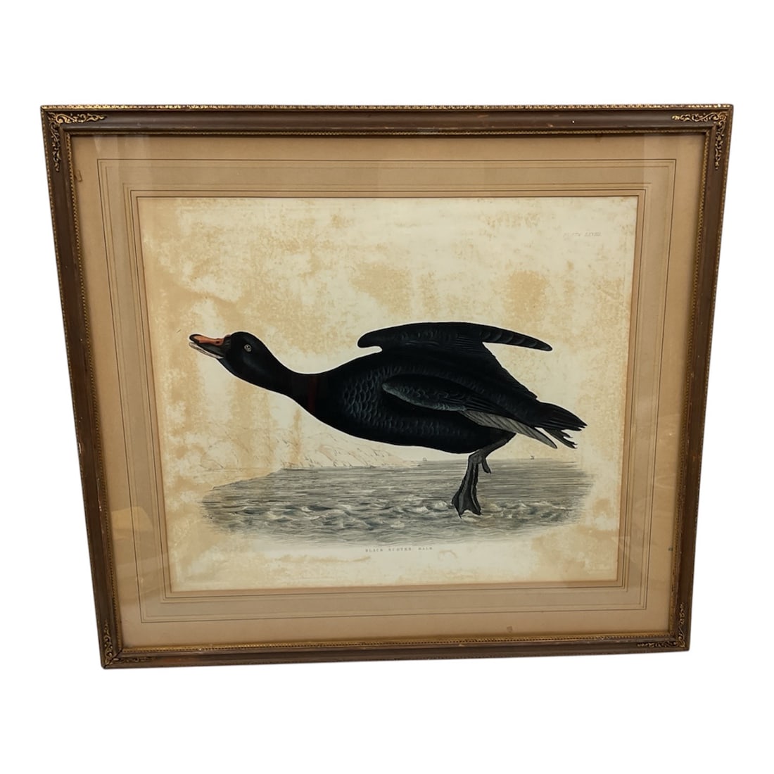 Antique Black Scoter Male Hand Colored Bird Lithograph Framed (1 of 4)