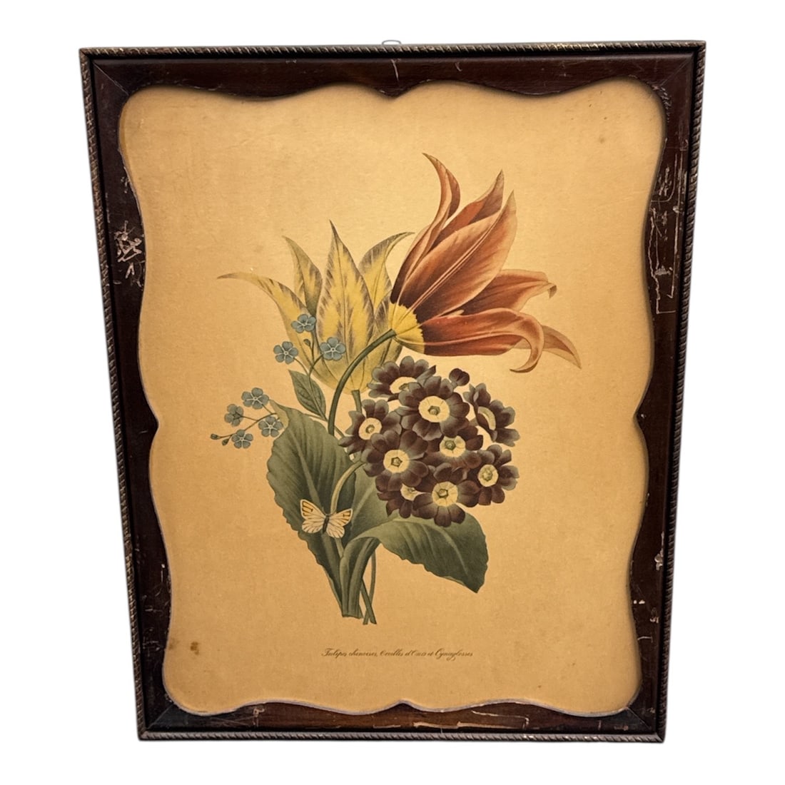 Framed Botanical Print of Tulips and Auricula Flowers: This framed botanical print depicts an elegant floral arrangement featuring tulips and auricula blossoms rendered with fine detail and soft, natural coloration. The composition highlights the varied