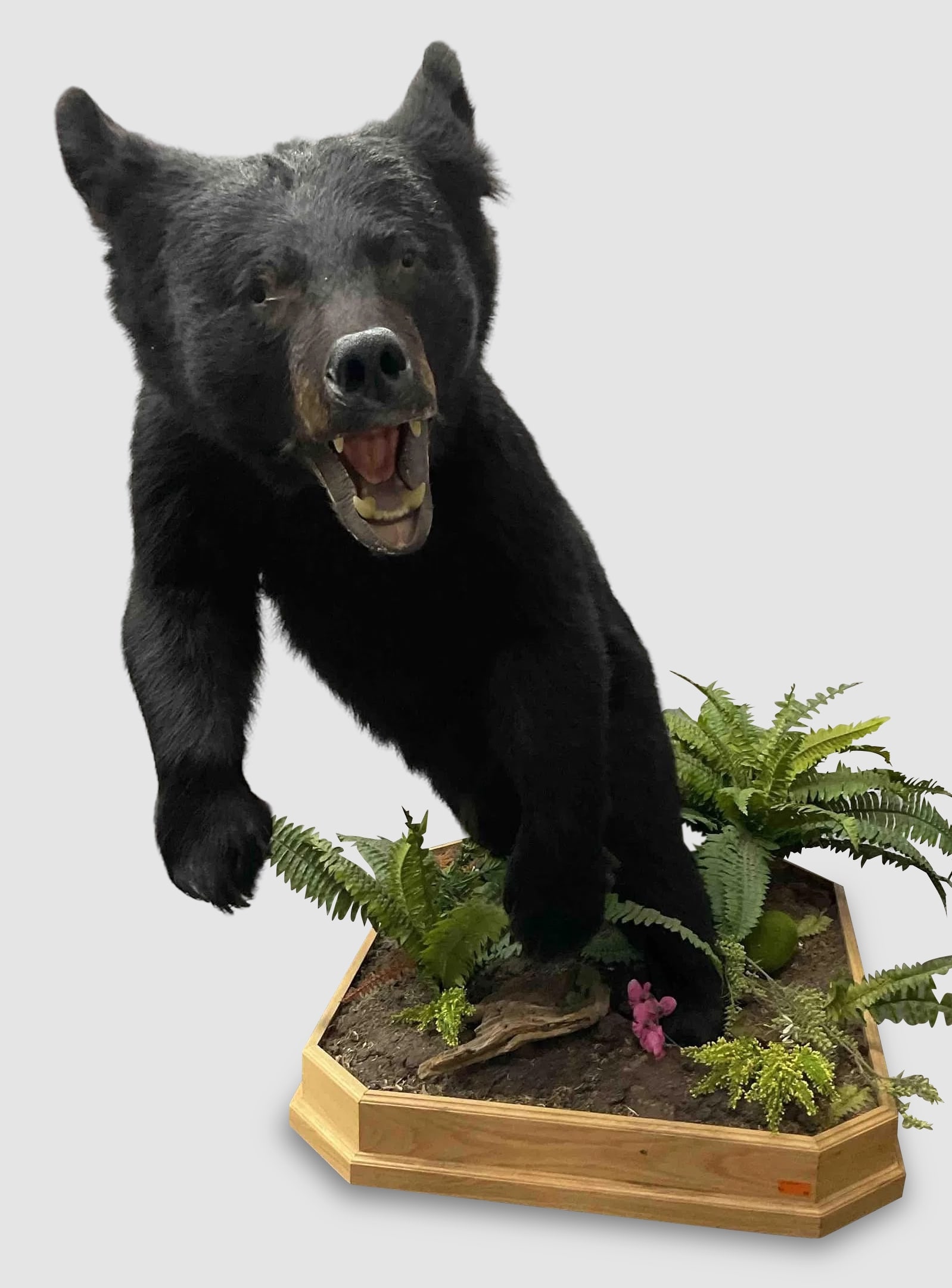 Mounted Black Bear Taxidermy Display (1 of 16)